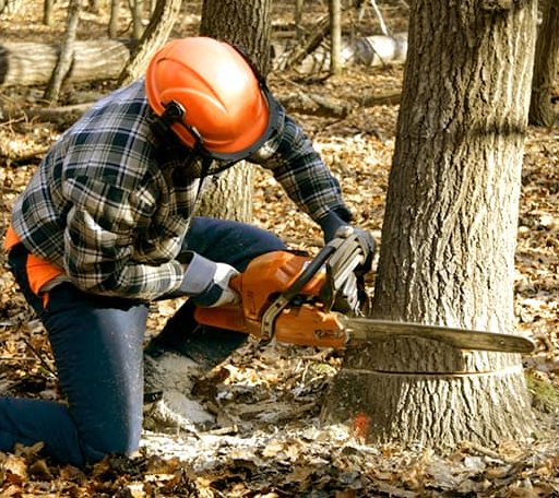 Tree Removal in Long Valley, SD